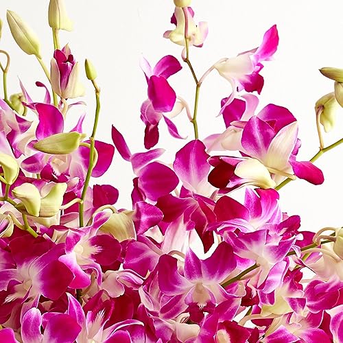 Miniatura 2 de 1800 Flores  Orquídeas exóticas brisa 20 tallos (no incluye jarrón incluido)  Flores frescas para entrega  Regalo para aniversario, cumpleaños,