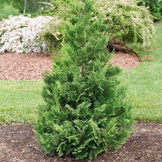 Proven Winners 2 Gal. Cedar Rapids Cypress Shrub