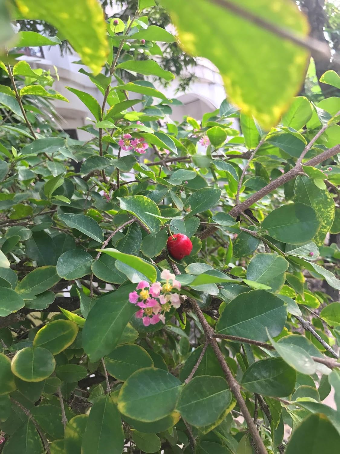 Live Barbados Cherry Tree Acerola 1 Gallon Pot 20 Inches Tall Tropical Fruit Tree Self Fertile Container Friendly Zones 9 to 11