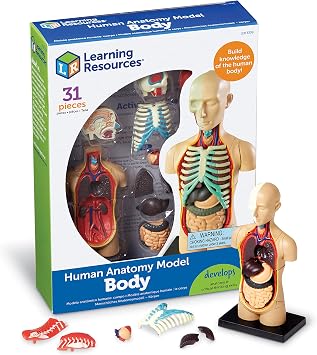 Learning Resources Human Anatomy Model Body