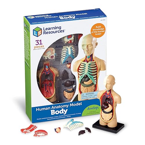 Modelo del Cuerpo Humano de Learning Resources, 31 Piezas, Grados 3+, Edades 8+, Herramientas de Demostración para el Aula de Ciencias, Exhibición de Anatomía Humana Realista