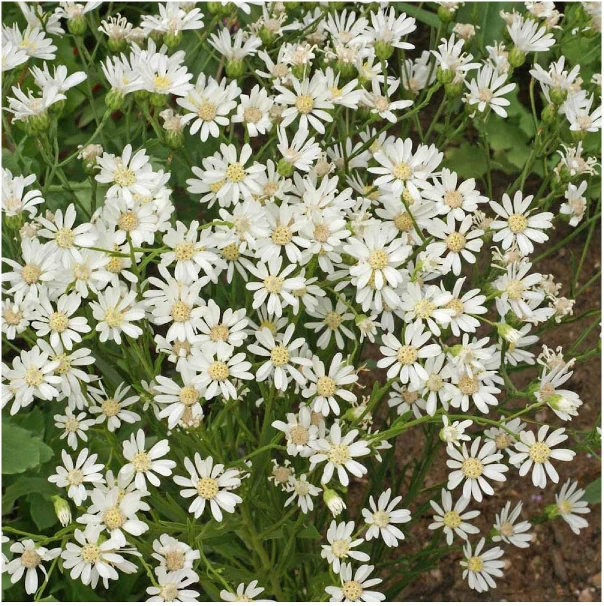 Everwilde Farms - 1/4 Lb White Upland Aster Native Wildflower Seeds - Gold Vault