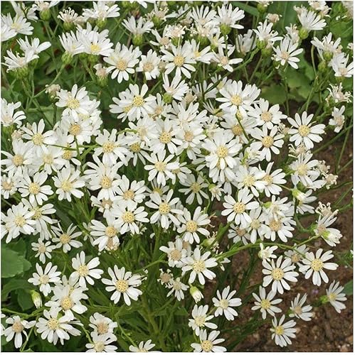 Miniatura 3 de Everwilde Farms - 2000 semillas de flores silvestres nativas de aster de tierras altas blancas - Paquete de semillas jumbo Gold Vault