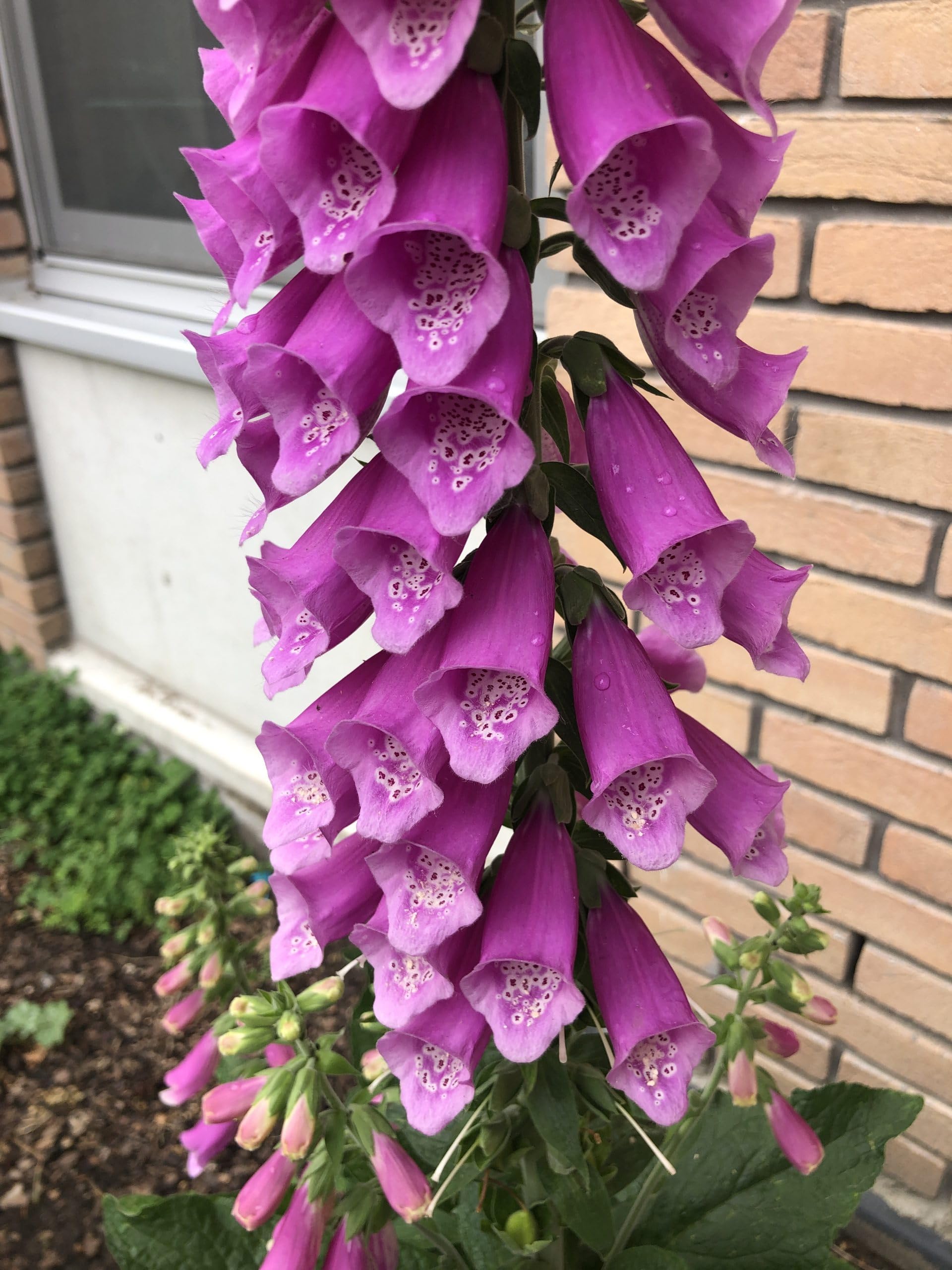 6x La digitale - Digitalis purpurea | 9x9 cm pot