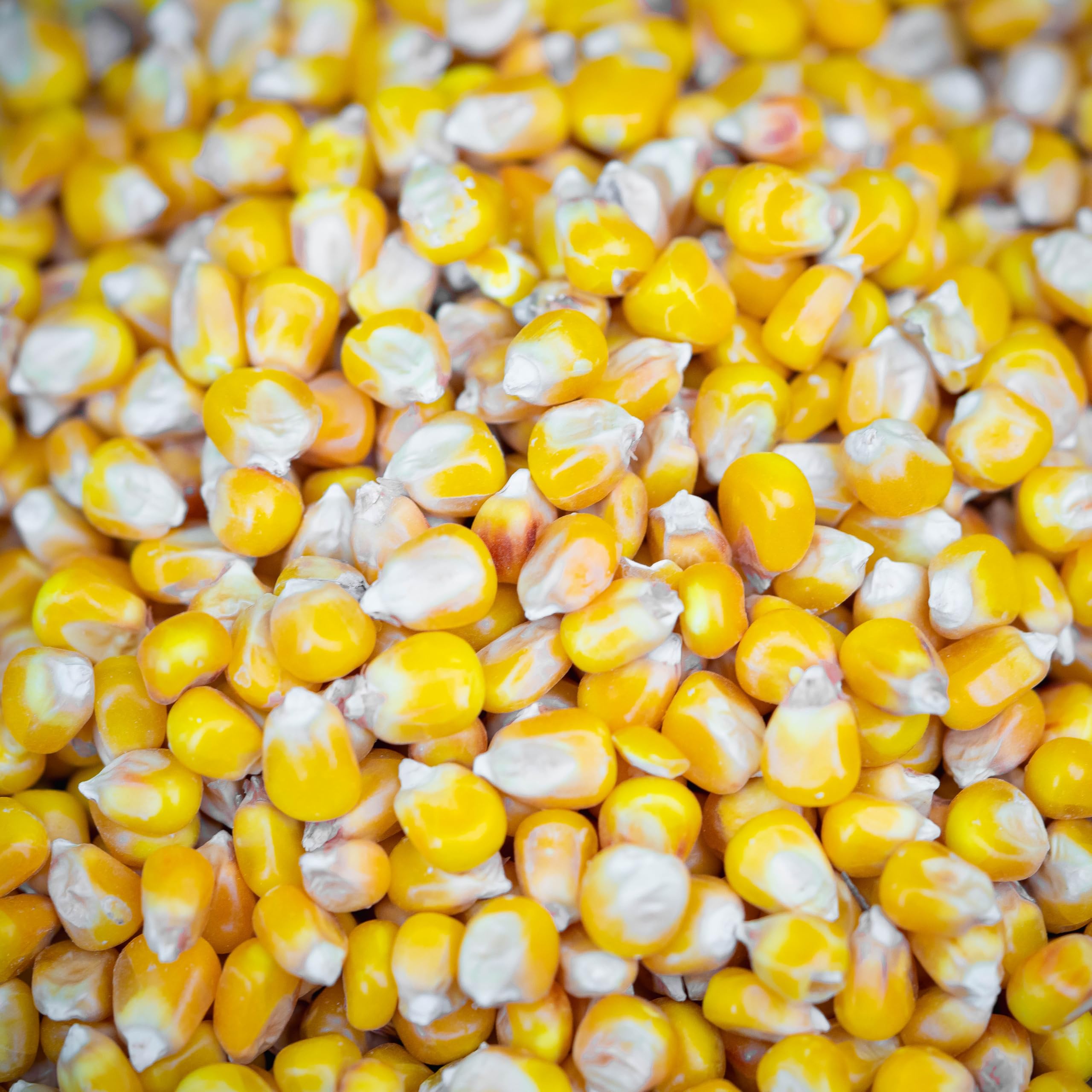 Dry Whole Yellow Maize for Carp Fishing 1kg