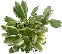 Vista 3 de Fat Plants San Diego Living Suculentas de interior y cactus enraizados en macetas de plástico con tierra (2.5 pulgadas, pata de oso abigarrada)