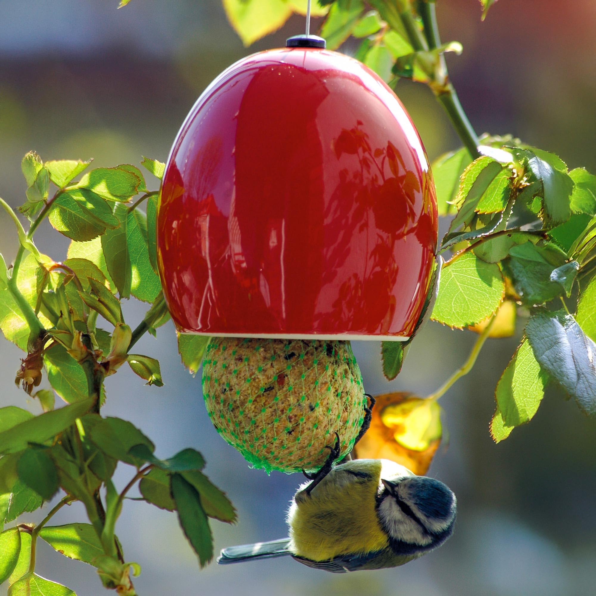 Ersatz-Sitzstange Für BIRDLEGEND Vogelfutterhaus – Mit Futterstation Und Wasserstelle