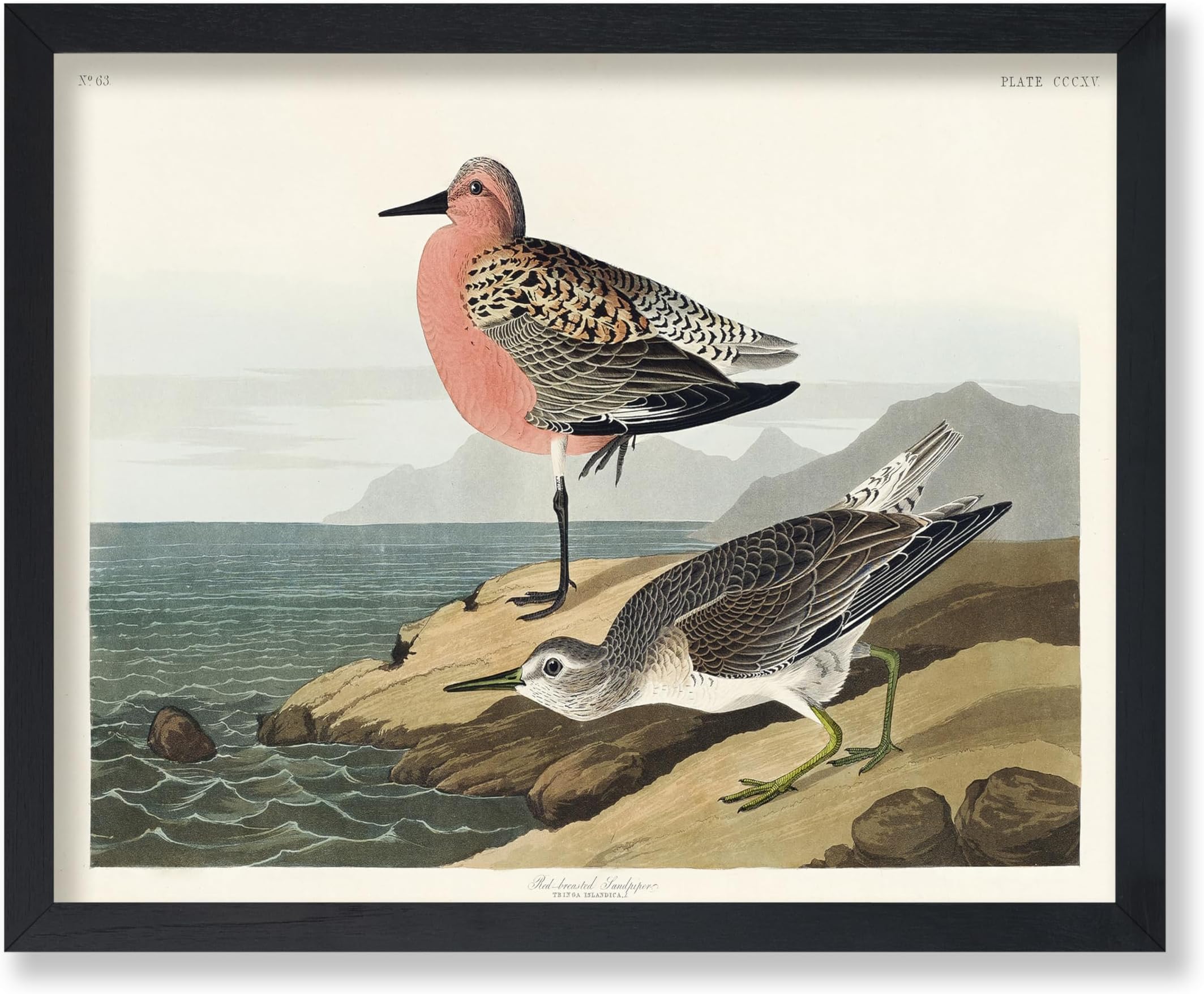 Poster Master Vintage James Audubon Poster - Red Breasted Sandpiper Print - Birds of America Art - Gift for Men, Women & Animal Lover - Decor for Dorm, Living Room or Bedroom, 18x24 Unframed Wall Art