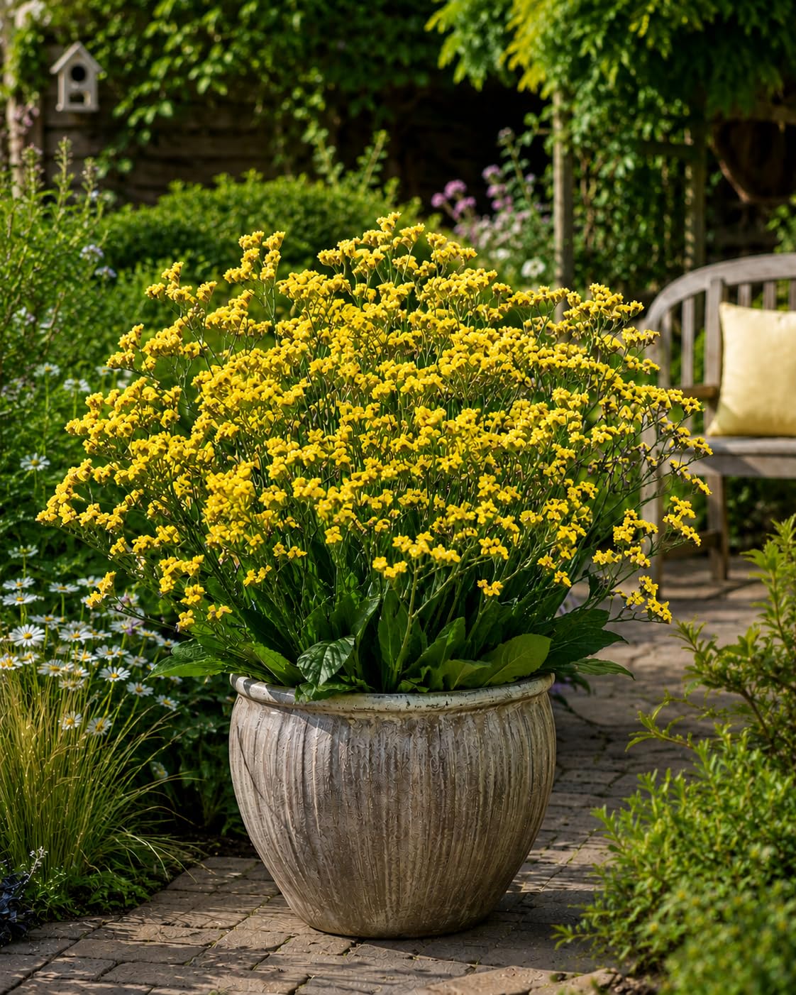 Yellow Limonium Statice Garden Ready Plants in 3 Litre Pots