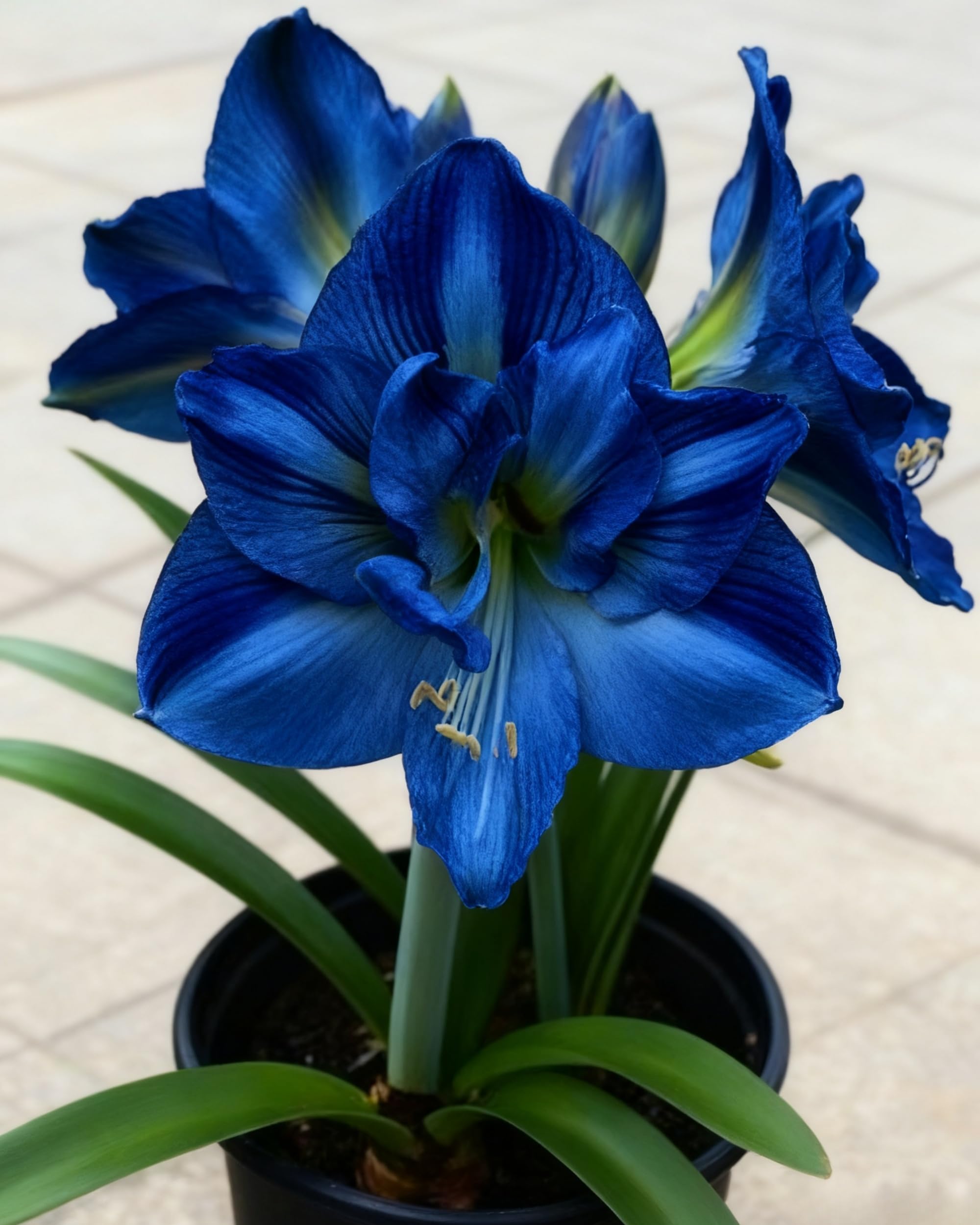 Amaryllis Flower Collection – Vibrant Large Blooms, Easy to Grow, Perfect for Garden Displays, Pots & Indoor Decoration.Hardy Perennial, Excellent Display-4bulbs-X