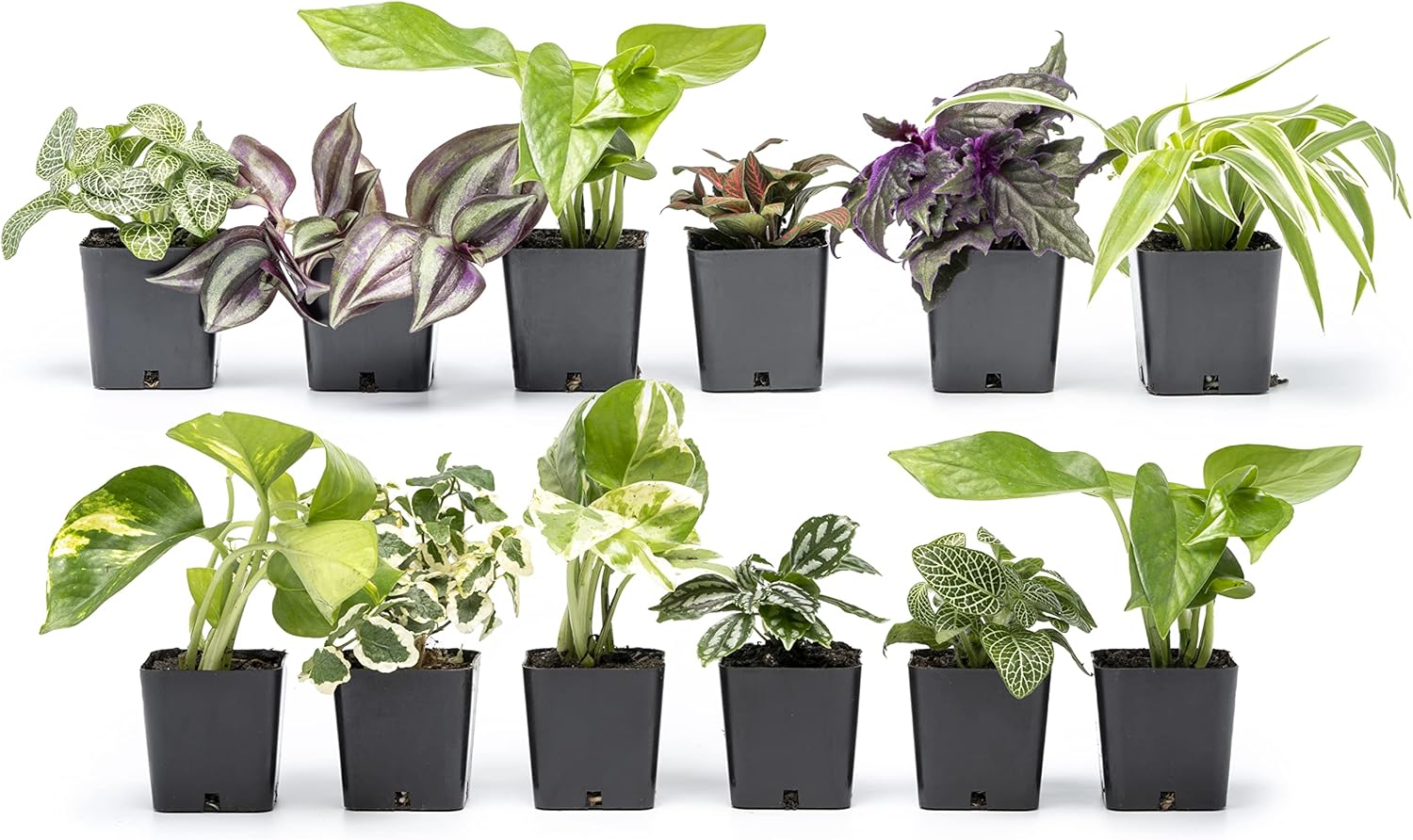 Altman Plants and Easy to Grow Live Indoor Houseplants Bundle (18 Plants)