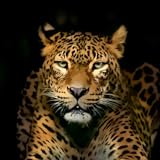 HD Wild Animal Wallpapers