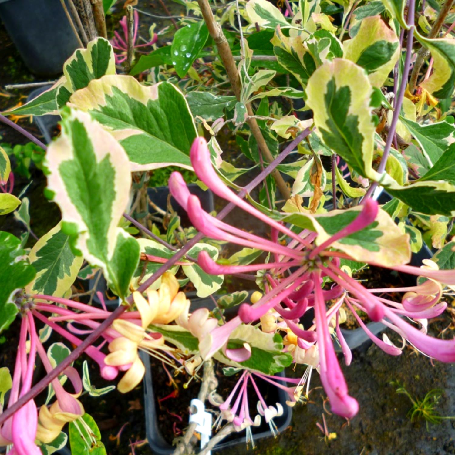 Amazon.com : Variegated Honeysuckle Vine Live Plant Perennial 2.5