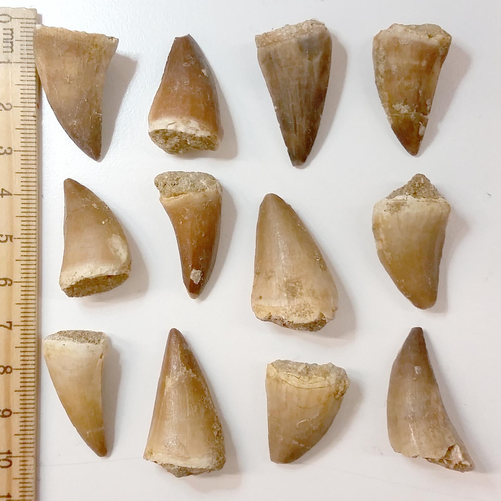 Museum Quality Mosasaurus Tooth in Display Case - Genuine Dinosaur Tooth from The Late Cretaceous Period - A-Grade Dinosaur Fossils