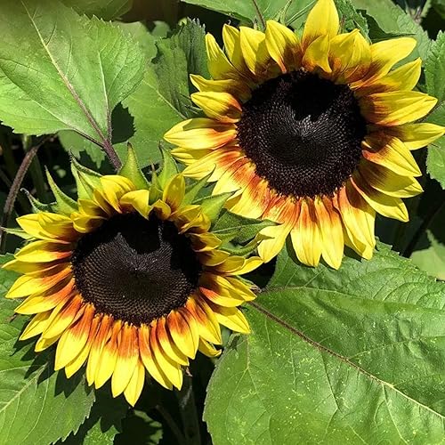 Miniatura 9 de Park Seed Procut White Lite - Semillas de girasol, flores de 4 pulgadas son duraderas en jardín o jarrón, paquete de 50 semillas