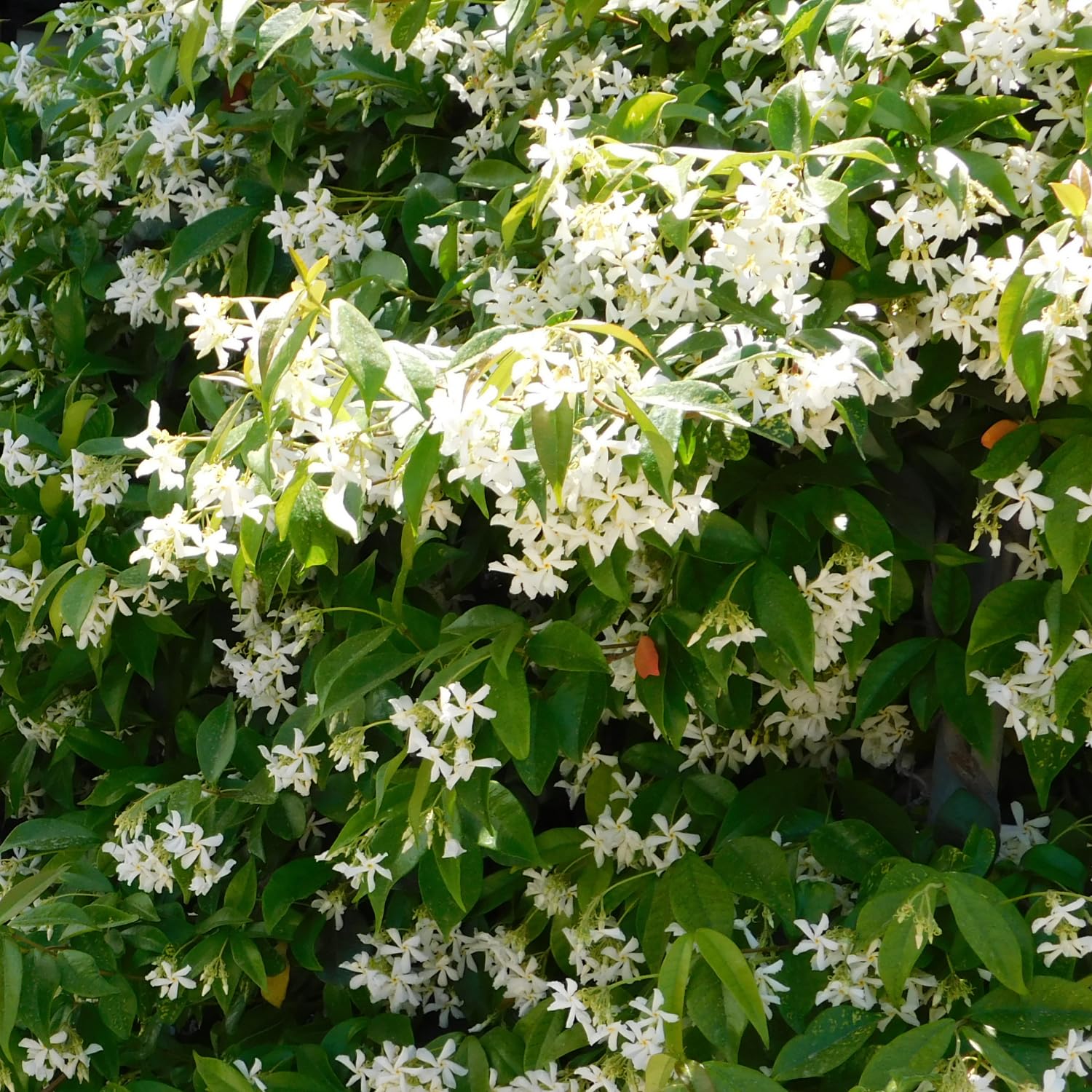 Star Jasmine Live Plant, Live Star Jasmine Plant, White Flowers Vine Live Plants, 4 to 6 Inch Tall, Indoor Outdoor Garden, No Pot, Perennial Flower Starter Plants for Growing