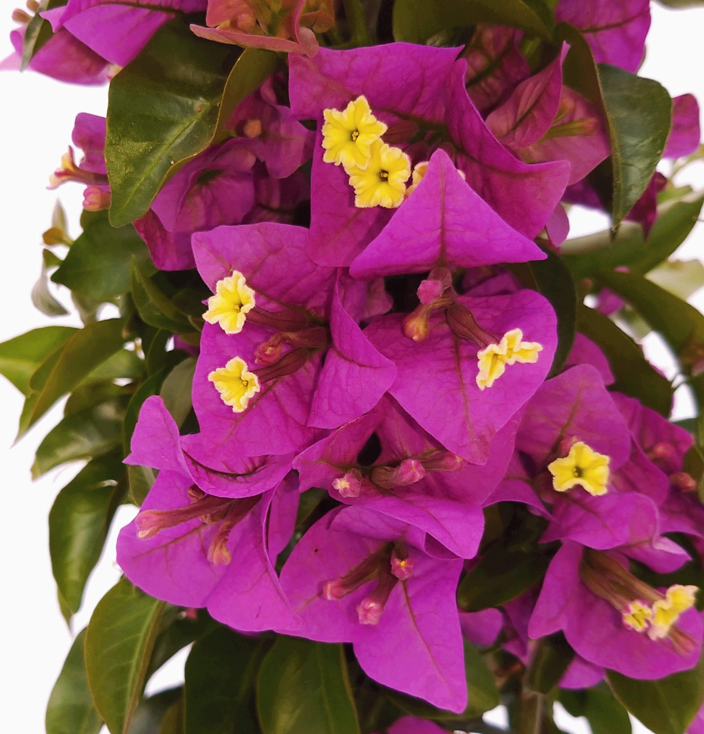 POWERS TO FLOWERS - BOUGAINVILLEA FUCSIA A PIRAMIDE, ALTEZZA 80CM, pianta vera