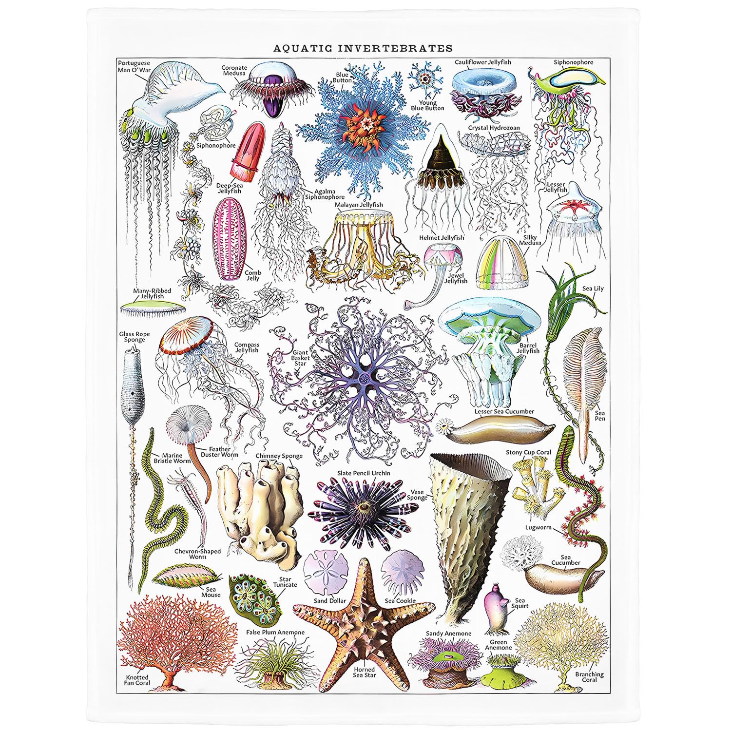 SXCHEN Soft Throw Blanket Plush Cozy Warm Lightweight Fuzzy Blankets for Couch Sofa Bed,Throws with Vintage Fauna Jellyfish Illustration of World Sea Life Marine Biology Science 60" x 80"
