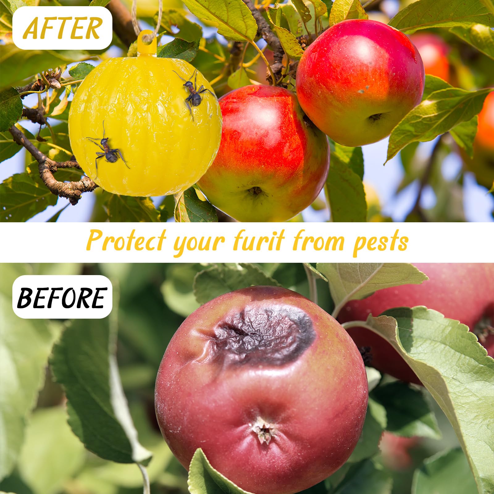 Qualirey 10 trampas adhesivas para moscas de la fruta, trampa de insectos naranja, trampa adhesiva para plantas, árboles, moscas de la fruta, bola adhesiva para atrapar moscas para interiores y