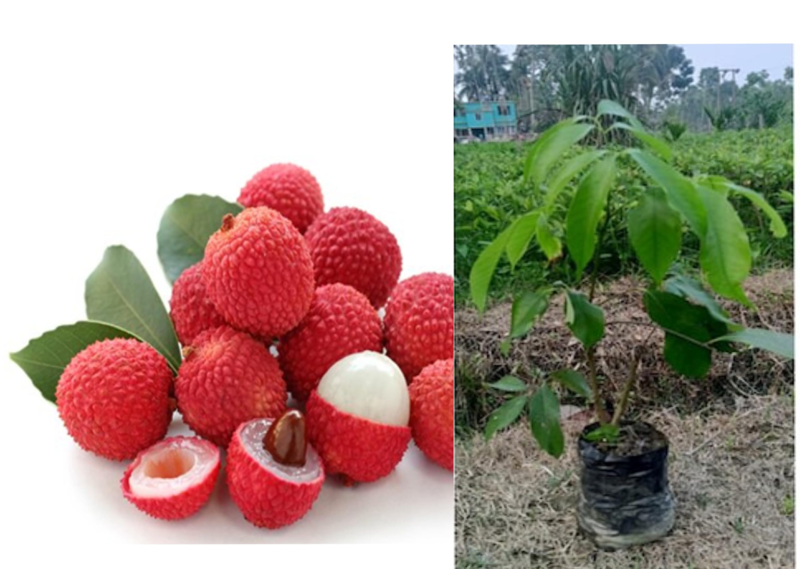 See full amazon price history chart for 1 SWEET LITCHI FRUIT PLANT HYBRID ORGANIC GRAFTING OUTDOOR GARDEN LIVE TREE 1 SWEET LITCHI FRUIT PLANT HYBRID ORGANIC GRAFTING OUTDOOR GARDEN LIVE TREE (B0D2PG8DWD) Amazon Price History, Amazon Price Tracker