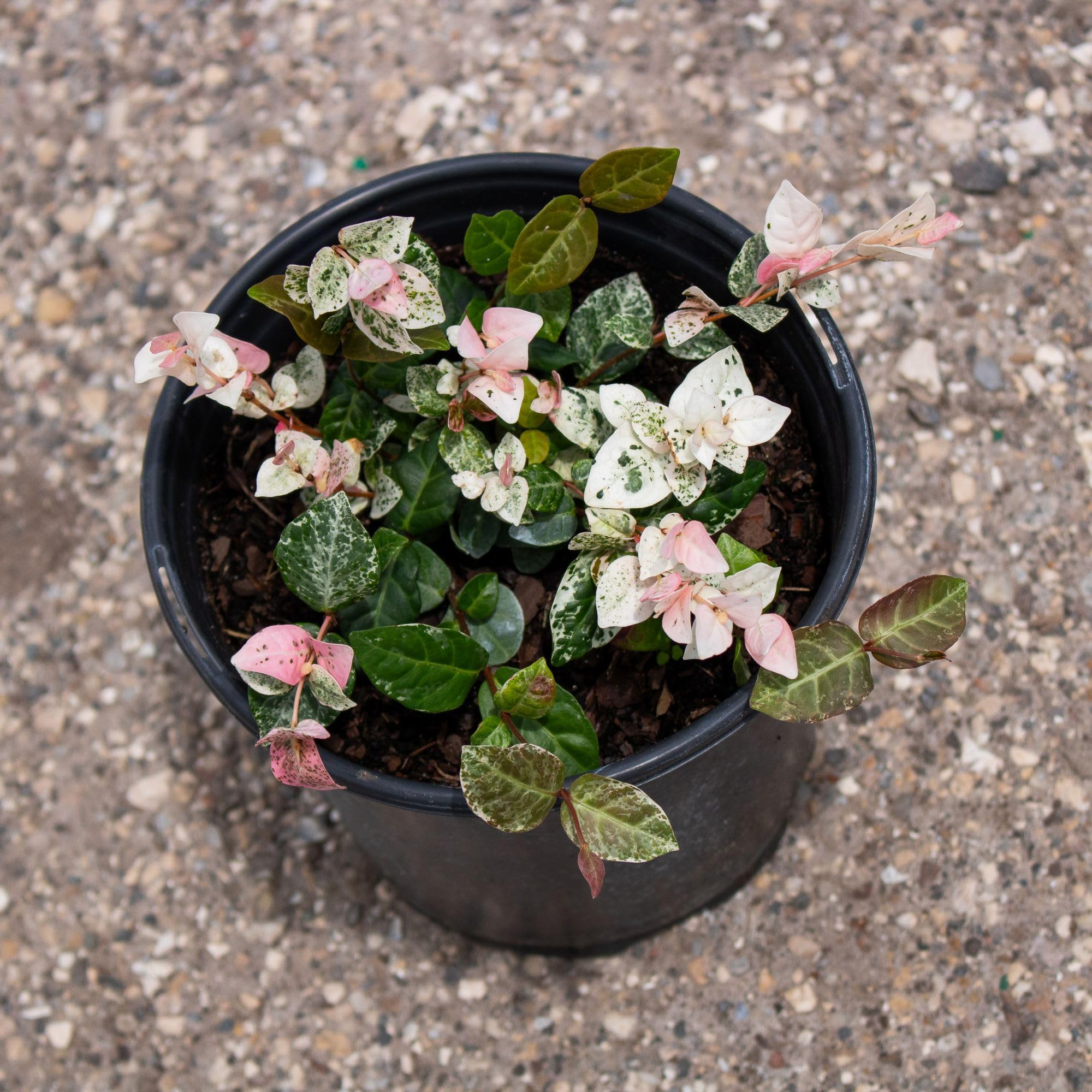 Amazon.com : American Plant Exchange Snow & Summer Jasmine – 6