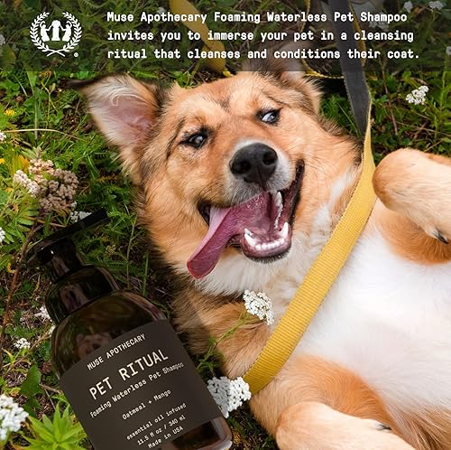 Miniatura 2 de Muse Apothecary Pet Ritual - Champú espumoso sin agua para perros, champú sin agua para perros, champú para perros sin enjuague, champú para perros