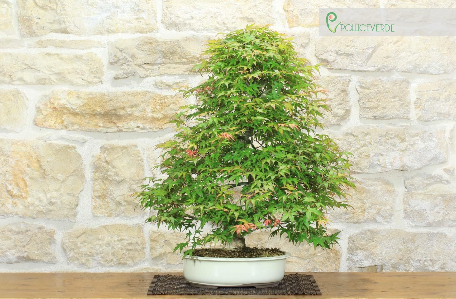 Bonsai di Acero Palmato Yamamomiji (12)