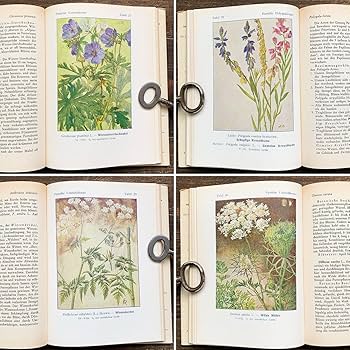 ❤️ ひなた98B⑦1985年ドイツビンテージ植物図鑑　洋書古書 ❤️ ひなた98B⑦1985年ドイツビンテージ植物図鑑 洋書古書