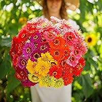 Vista 33 de Eden Brothers - Semillas de zinnia, cactus con flores, sin OMG, plantar en primavera, paquete, flores de bajo mantenimiento, zonas 3, 4, 5, 6, 7, 8