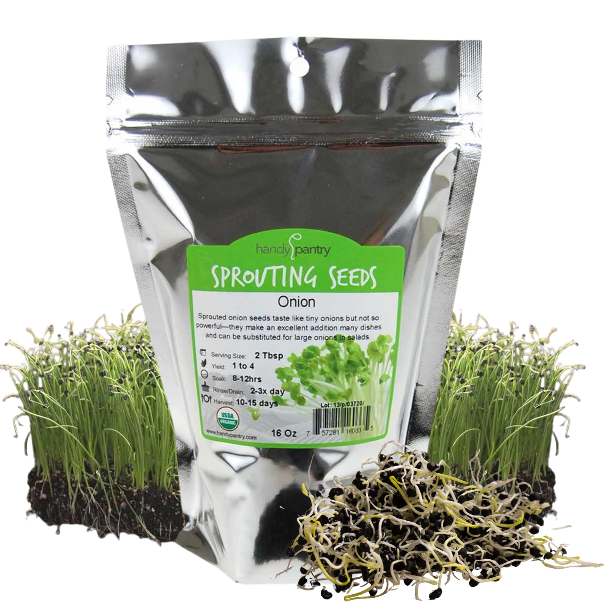 Handy Pantry Onion Sprouting Seeds