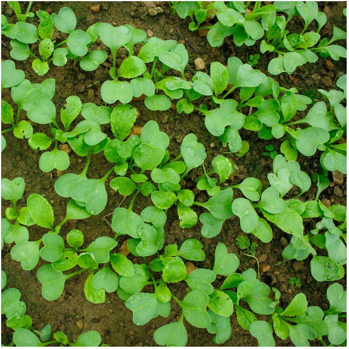 Everwilde Farms - 1 Lb Organic Tat SOI Chinese Cabbage Seeds - Gold Vault Packet