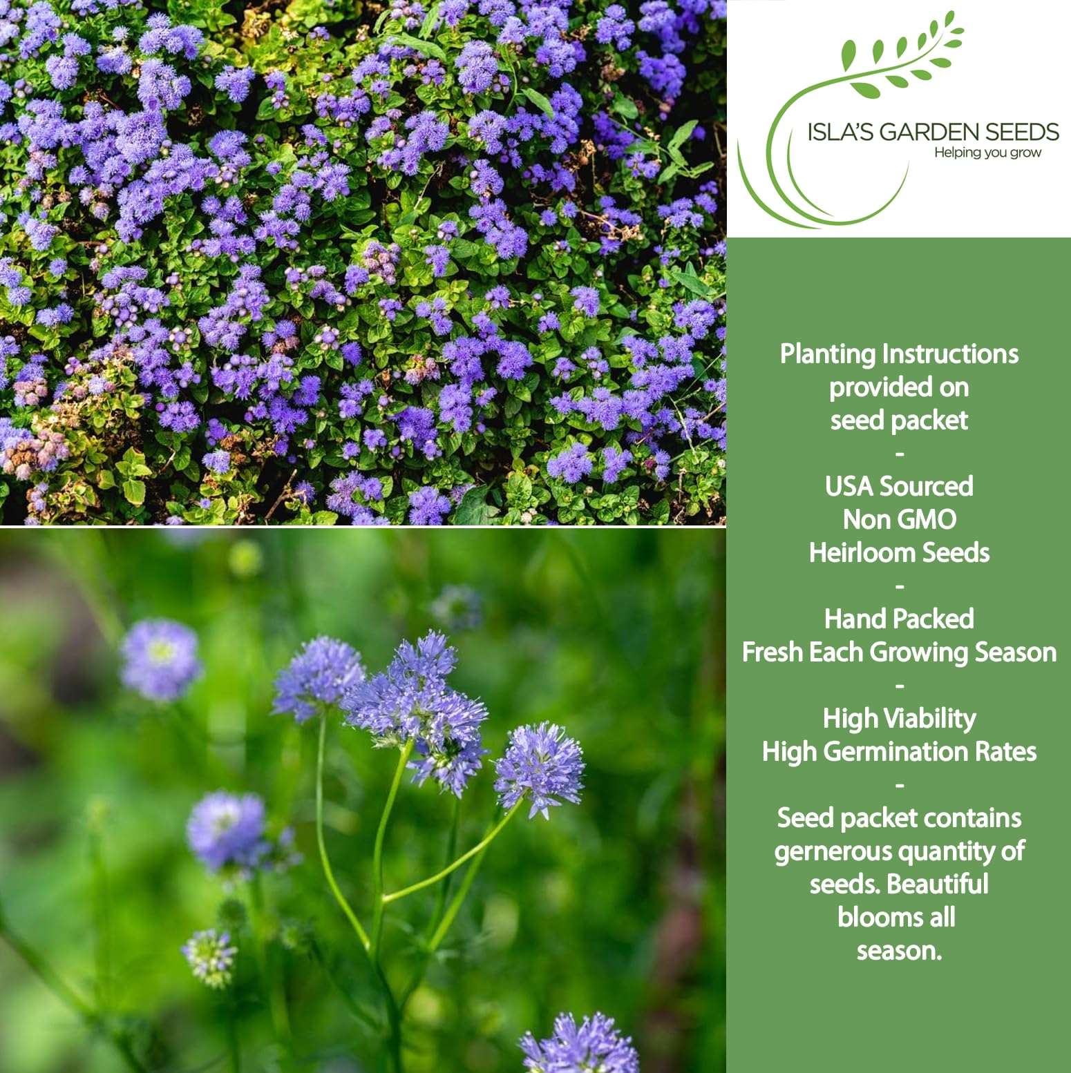 Amazon.com : Globe Gilia Flower Seeds for Planting, 1000+ Seeds