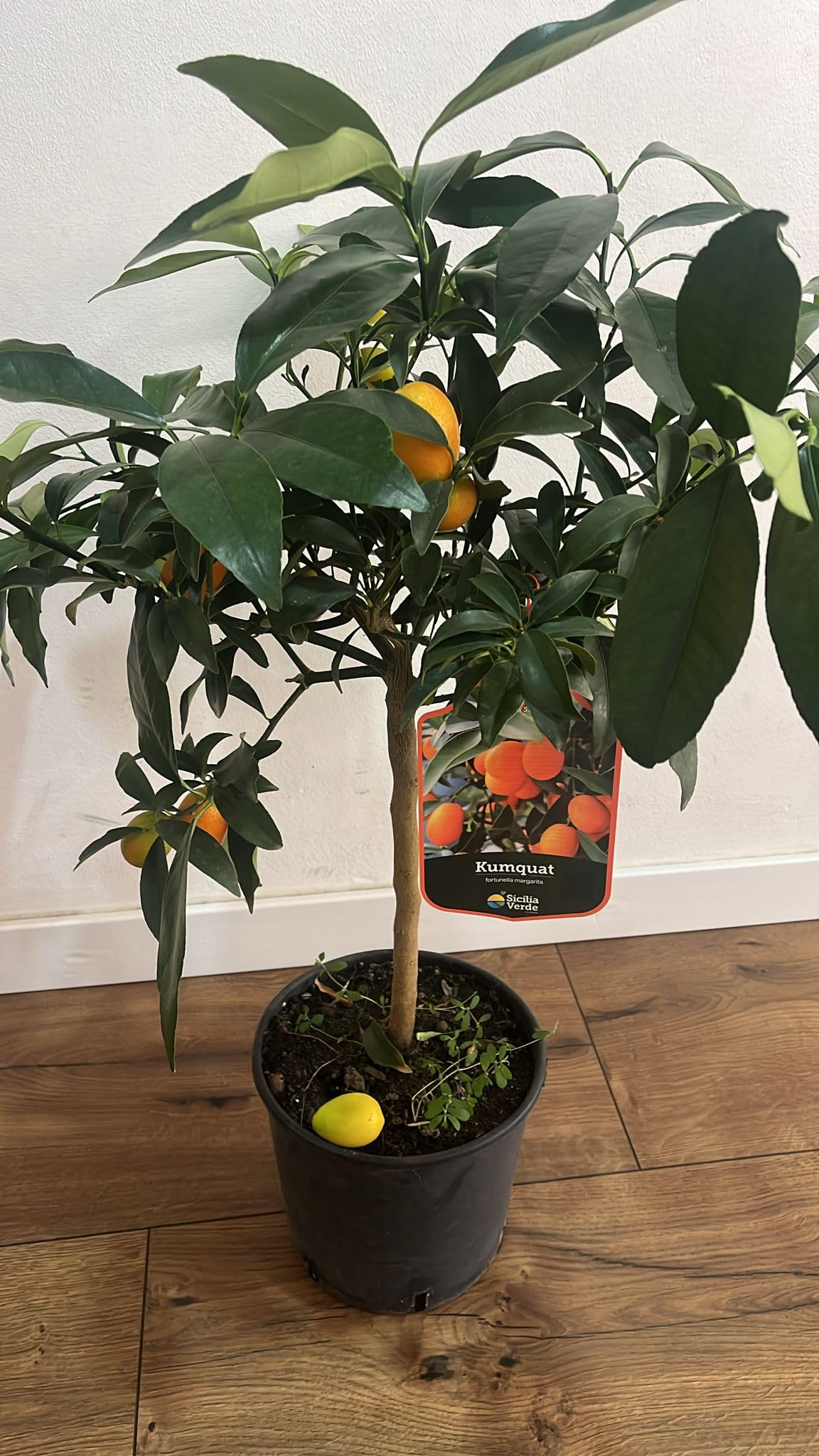 Árbol Kumquat Fortunella Margarita en Maceta - Cítrico Enano Natural (El naranjo enano, naranjo chino, naranja cherry o Kumquat) - Planta de Exterior para Terraza y Jardín