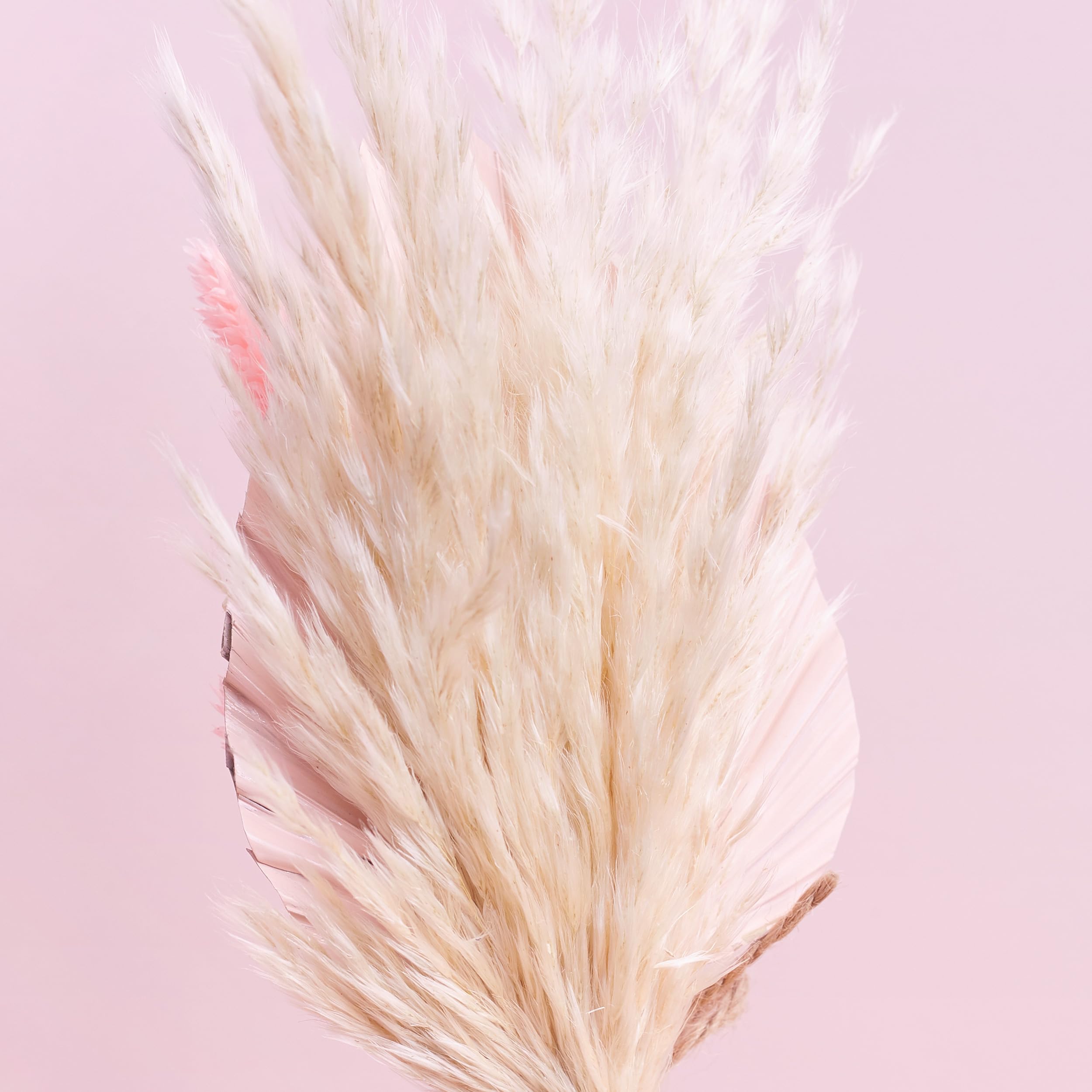 The Baked Studio - Dried Flowers For Cakes Decoration And Crafts With Pampas And A Pink Palm Spear (Pink & White) - Image 3