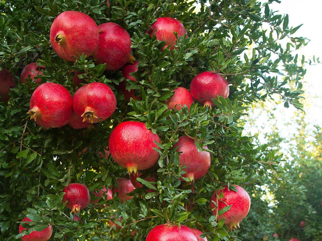 Wonderful Pomegranate Now DORMANT Live Plant Potted 5-8 Inch Tall Granada