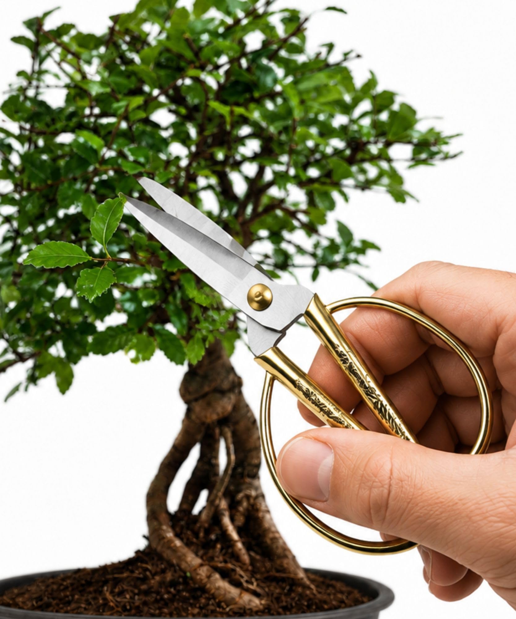 Anfänger Bonsai-Set Ulme 4-tlg. mit Schere & Drehteller 25cm | ca. 30 cm Pflanzenhöhe, heller Fensterplatz, Sommer draußen möglich, kompakt für Fensterbank, Geschenk für Pflanzenfreunde