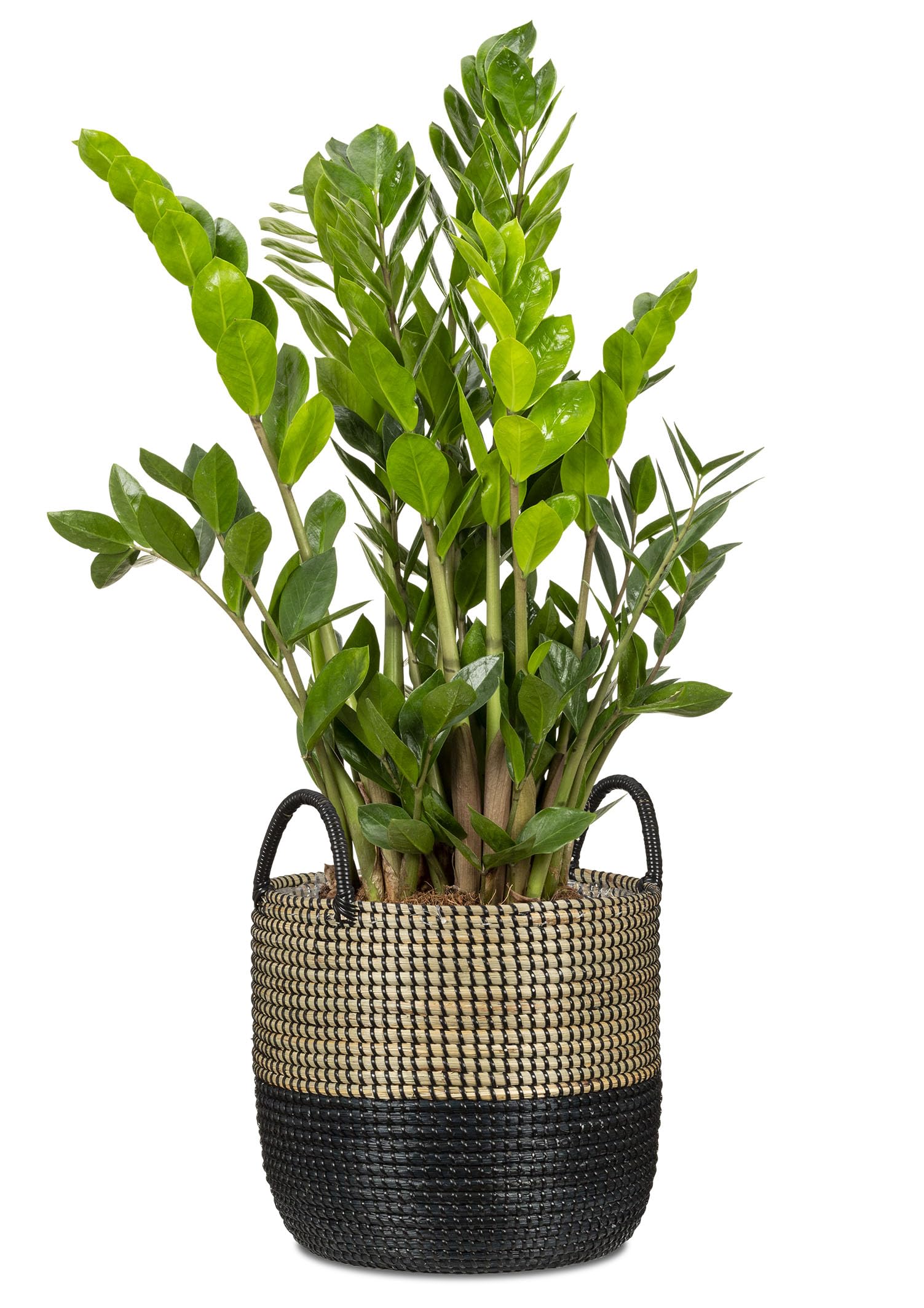 Scheurich Jonc de mer 27 - Jardinière en osier avec poignées en jonc de mer - Couleur : noir naturel - Diamètre : 27 cm - Hauteur : 23,5 cm - Volume : 13,1 l