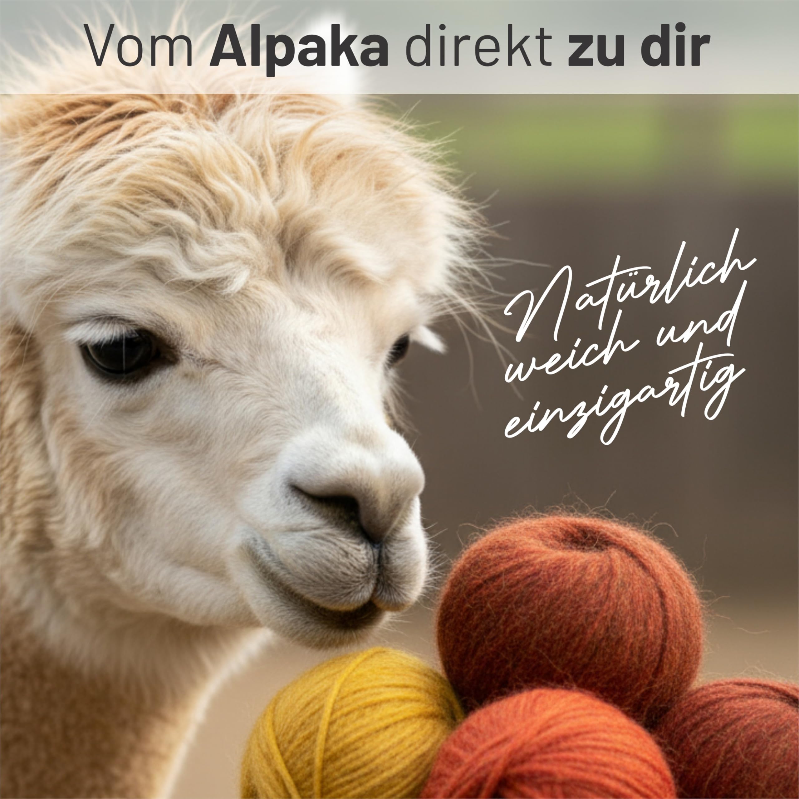 HANSA-FARM | Alpawool Baby Alpaca Light 100 DK nel set da 6 - lana leggera e antigraffio per maglia e uncinetto - HF179 Weinrot heather