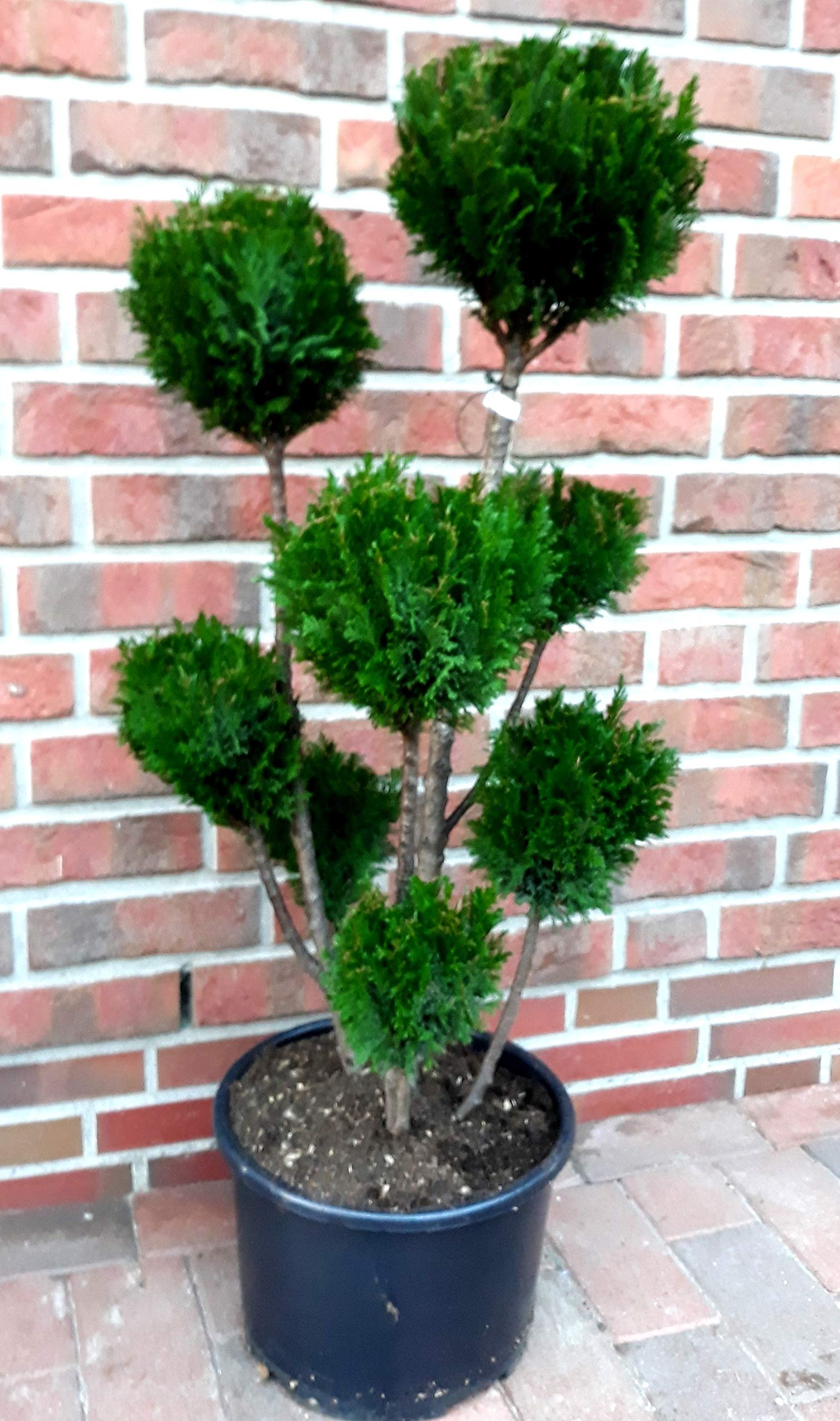 Gartenbonsai, Hhe: 90-100 cm, Bonsai, Chamaecyparis lawsoniana Ellwoodii,  Scheinzypresse, Kegelzypresse + Dnger : Amazon.de: Garten
