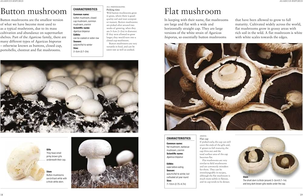 Mushrooms: A guide to fungi and toadstools: Liz O'Keefe