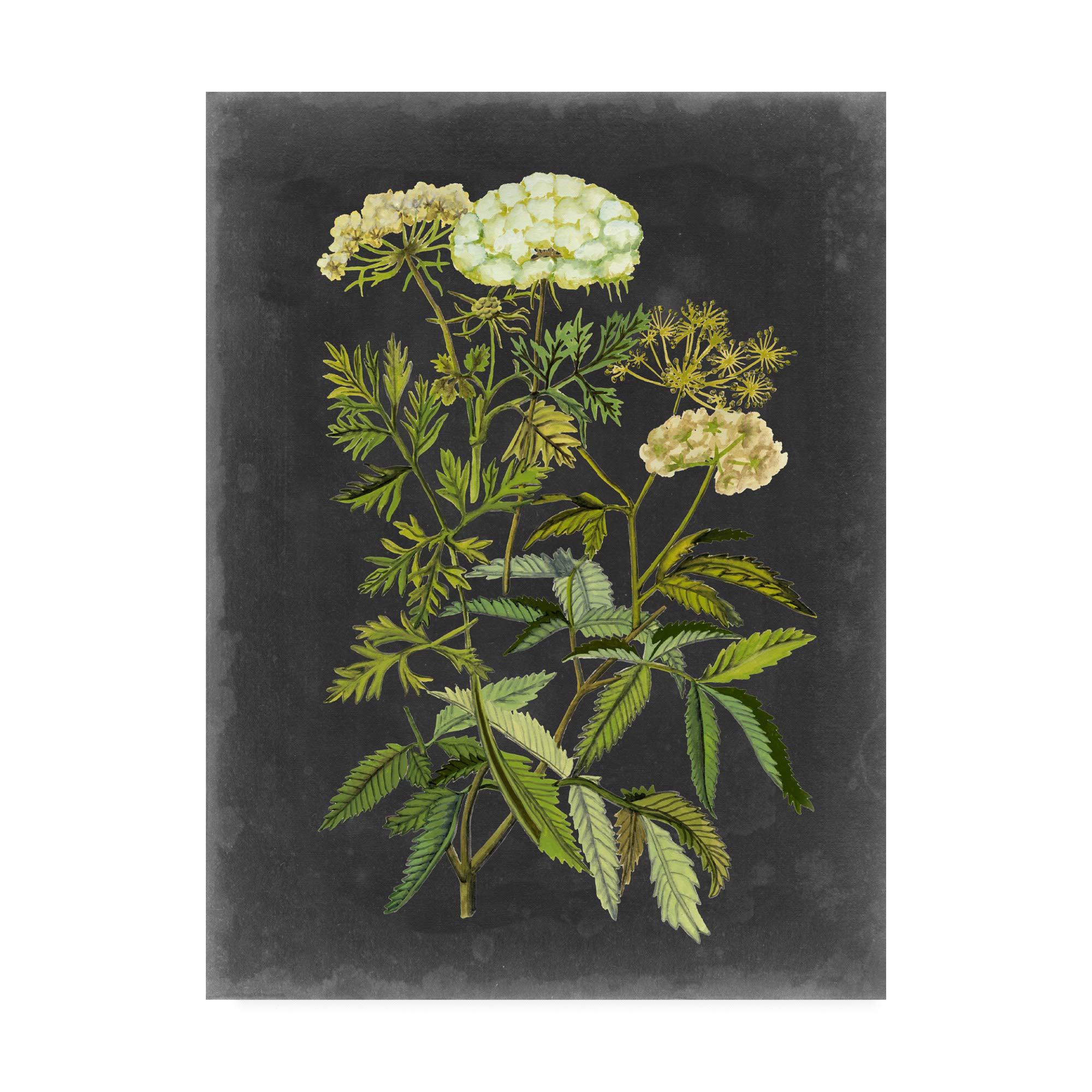Trademark Fine Art14x19 Bookplate Floral I by Naomi Mccavitt