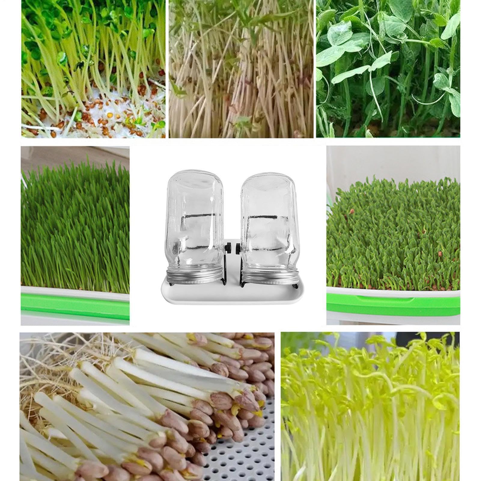 Kit de Germination pour la Maison Pousse de Haricots Mungo