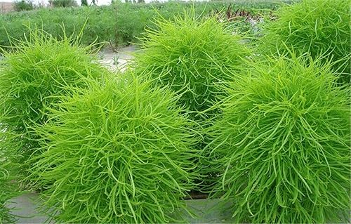 200 semillas de arbusto verde Kochia Scoparia/Arbusto ardiente/Arbusto Fireweed mexicano