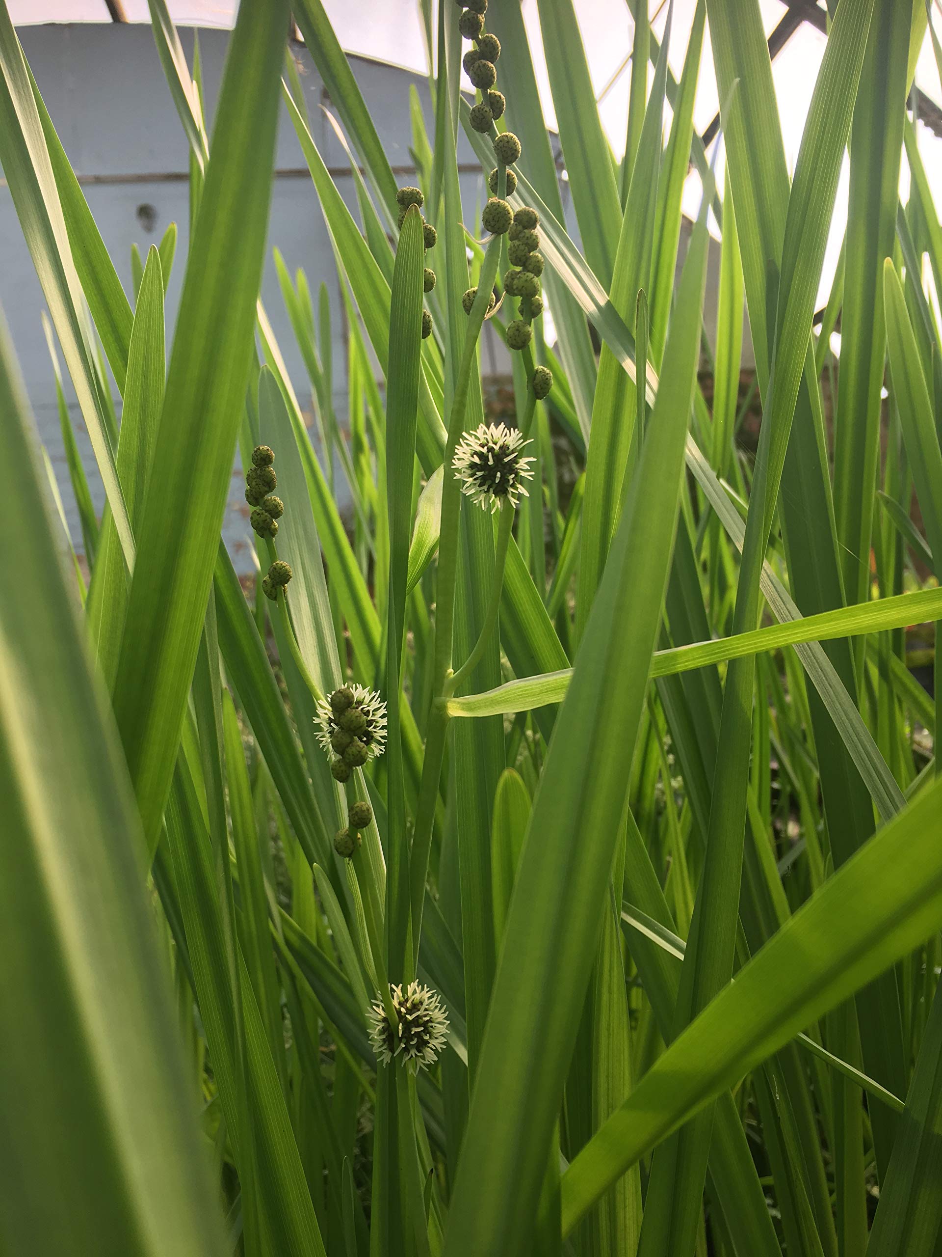 PPUK - 2 x Marginal Plants with a Pot & Compost - Sparganium erectum — image 1