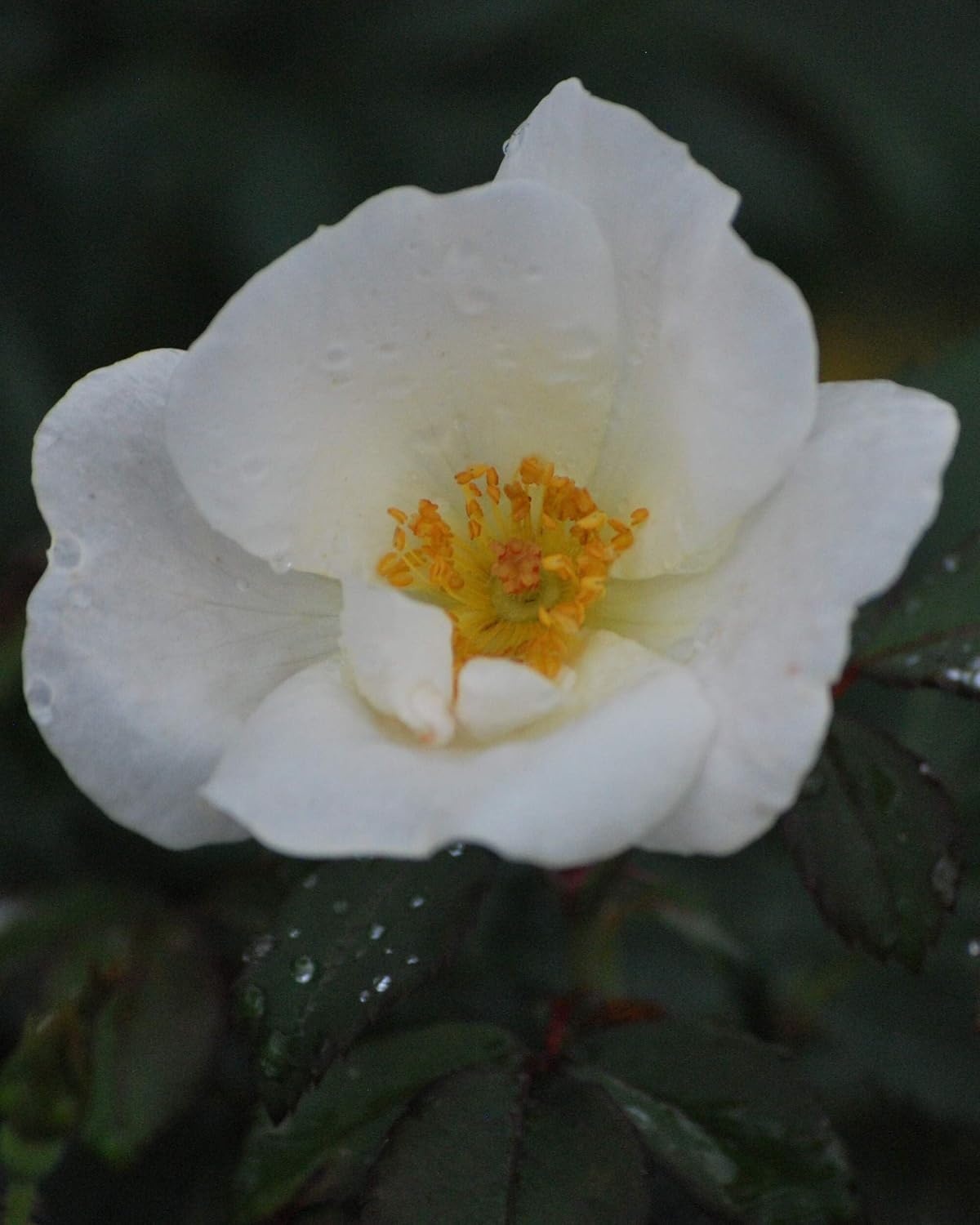 Perennial Farm Marketplace White Out® Rose (Knockout®) Flowering Shrub, Size-#3 Container, Snow Colored Blooms