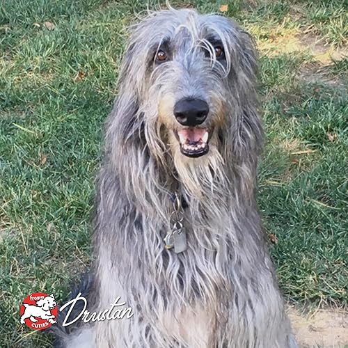 Miniatura 8 de Fromm Four-Star Nutritionals Highlander - Alimento para perros con carne de res, avena y cebada, alimento seco prémium para perros, receta de carne