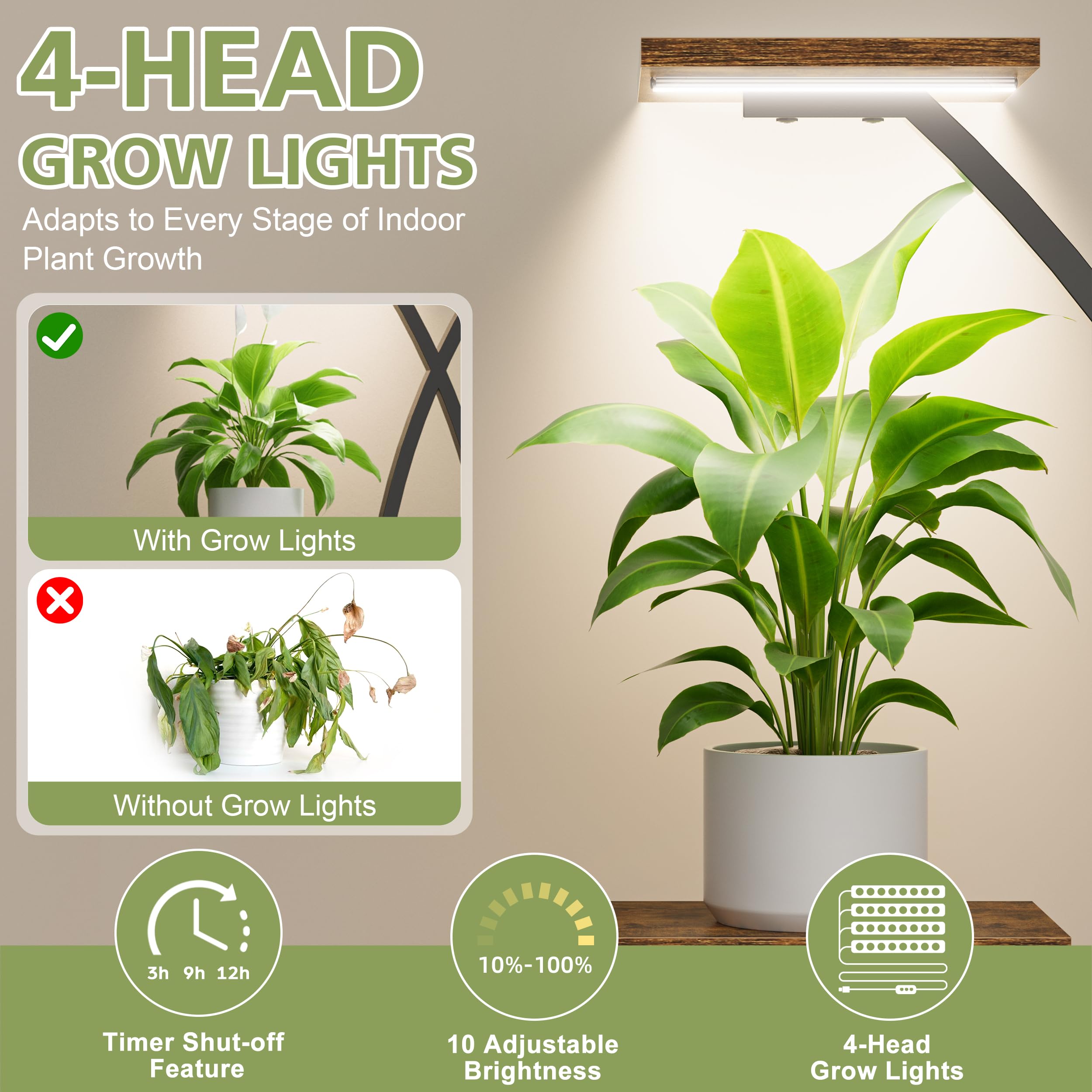 money tree plant pot size Houseplants for Sale main image 1