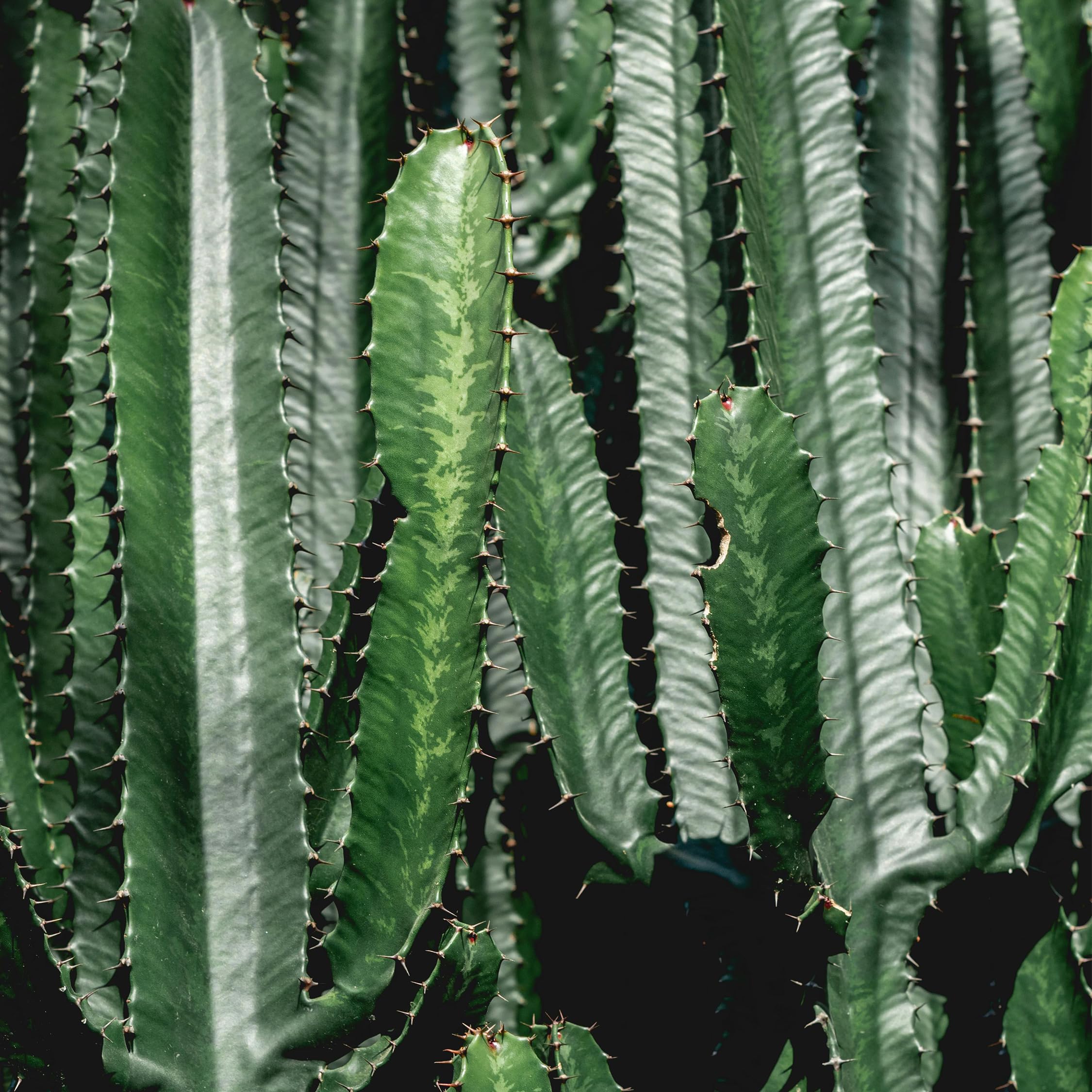 Plant in a Box - Euphorbia Eritrea - Cactus - Pianta da appartamento - Set di 2 - Vaso 17cm - Altezza 50-60cm