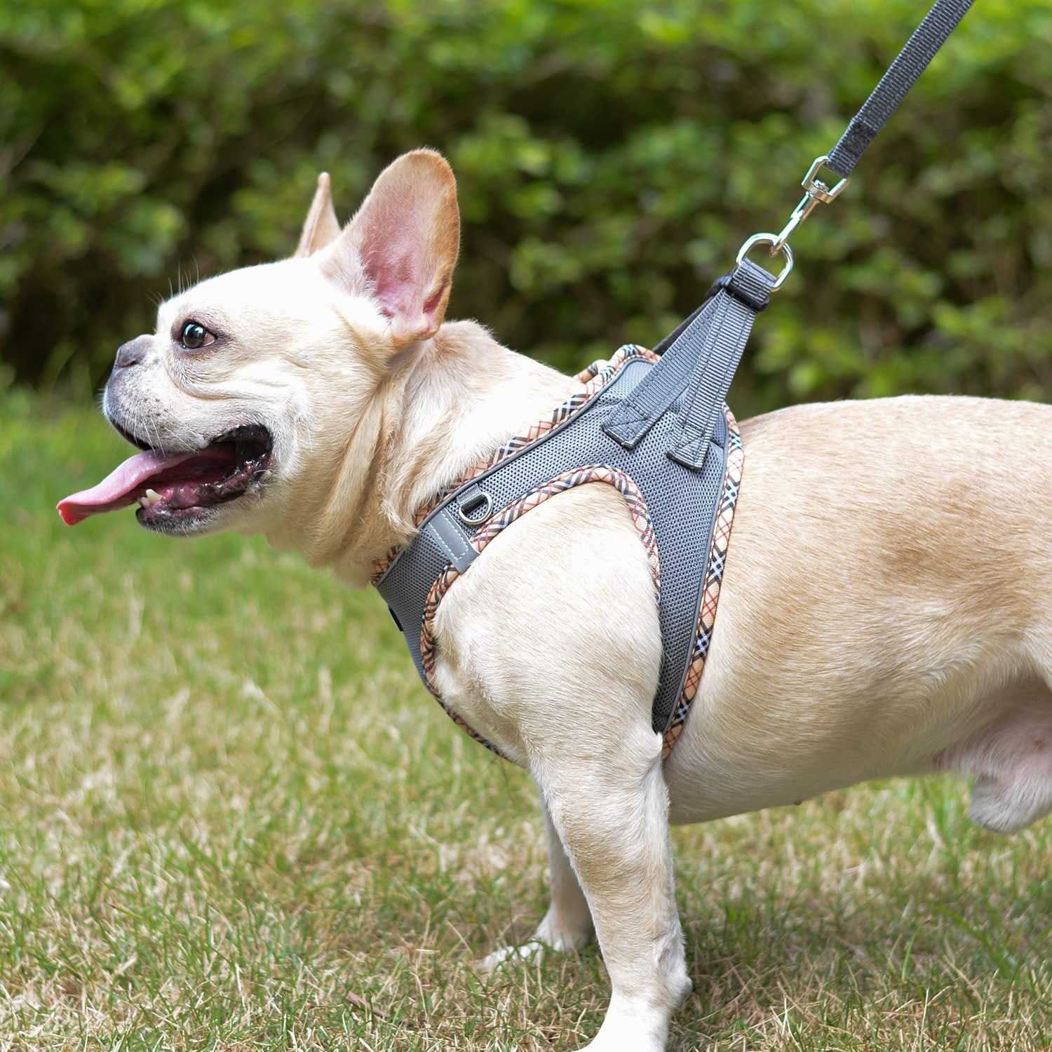 DORAMIO Pettorina Cane Taglia Piccola, Step-in Pettorina per Cani Gatti Cuccioli con Guinzaglio Comodo, Riflettente Traspirante Imbracatura Cane Morbida Imbottito per Passeggiate Corsa (XL, Grigio)