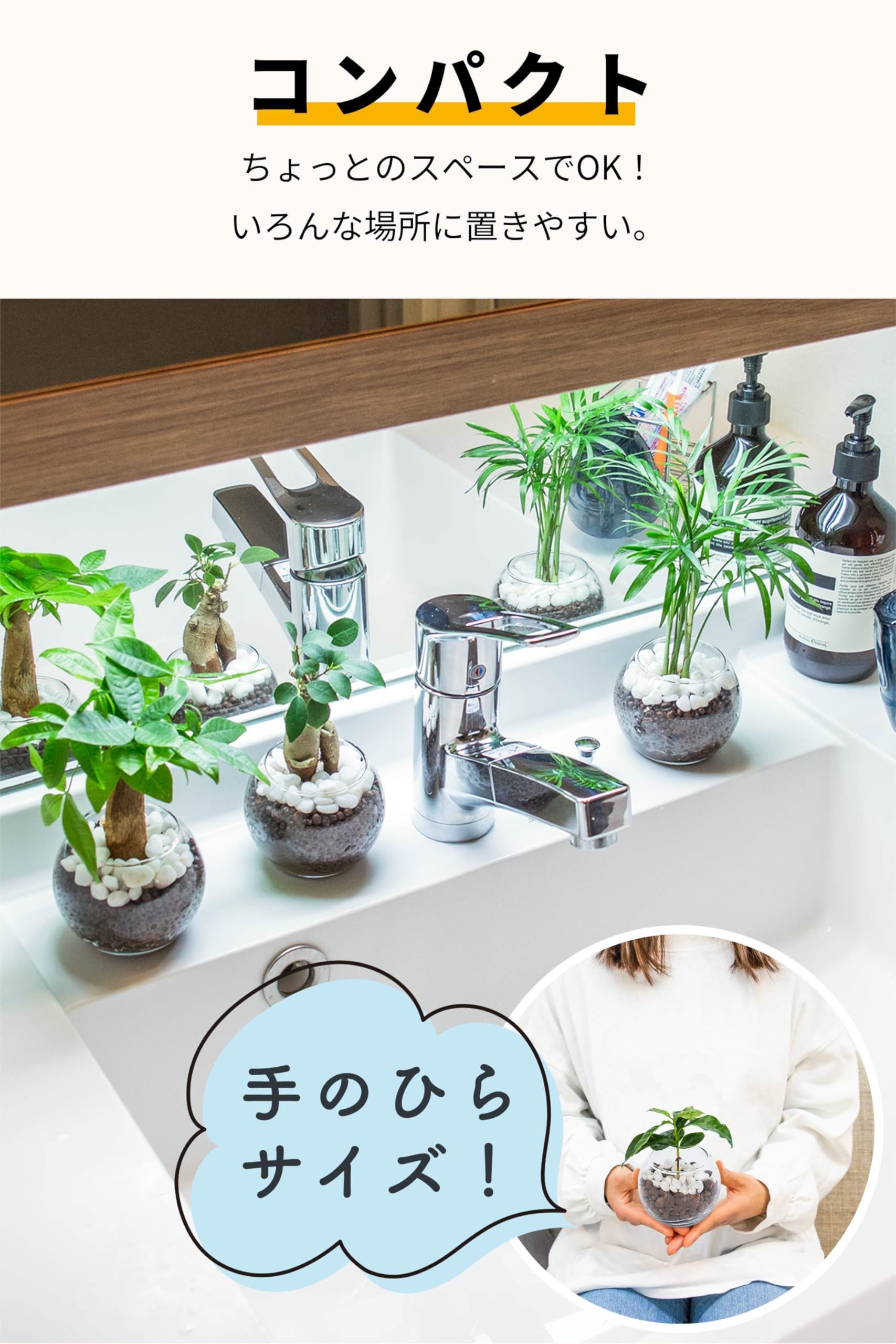 Amazon｜[ miipas ] ポトス テーブルヤシ モンステラ （ マドカズラ